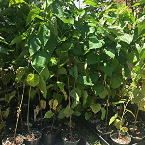 Delicious & Sweet & Tasty Fruit Bearing Red Mulberry Tree 2-3 Tal...