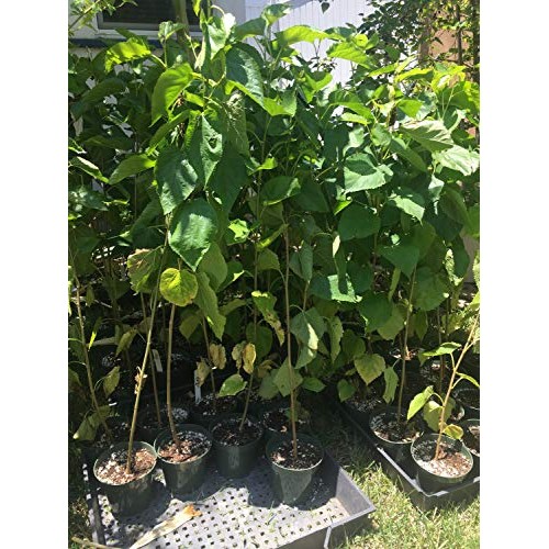 Delicious & Sweet & Tasty Fruit Bearing Red Mulberry Tree 2-3 Tal...