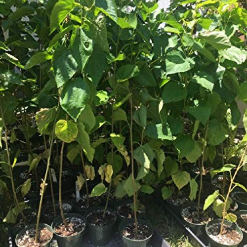 Delicious & Sweet & Tasty Fruit Bearing Red Mulberry Tree 2-3 Tal...