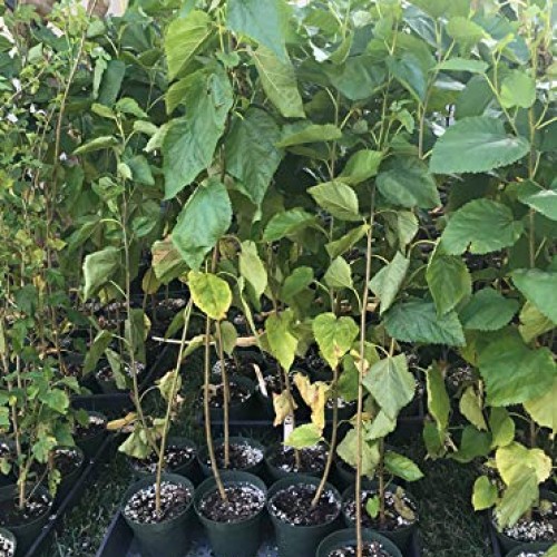 Delicious & Sweet & Tasty Fruit Bearing Red Mulberry Tree 2-3 Tal...