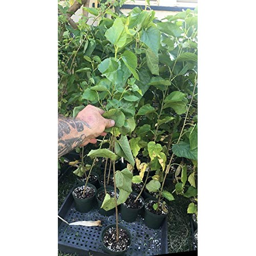 Delicious & Sweet & Tasty Fruit Bearing Red Mulberry Tree 2-3 Tal...