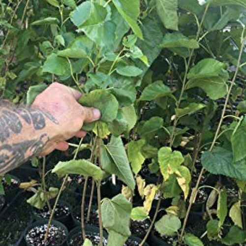 Delicious & Sweet & Tasty Fruit Bearing Red Mulberry Tree 2-3 Tal...