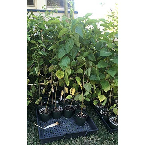 Delicious & Sweet & Tasty Fruit Bearing Red Mulberry Tree 2-3 Tal...