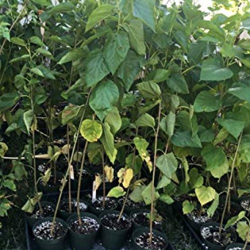 Delicious & Sweet & Tasty Fruit Bearing Red Mulberry Tree 2-3 Tal...