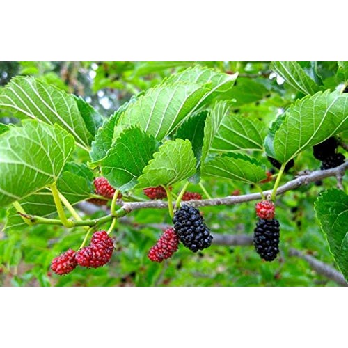 Delicious & Sweet & Tasty Fruit Bearing Red Mulberry Tree 2-3 Tal...