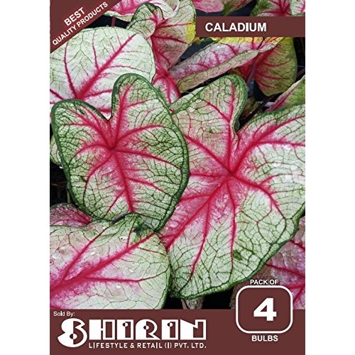 Great Price, 10 Caladium Spectacular Mixed Colors, Elephant Ears...
