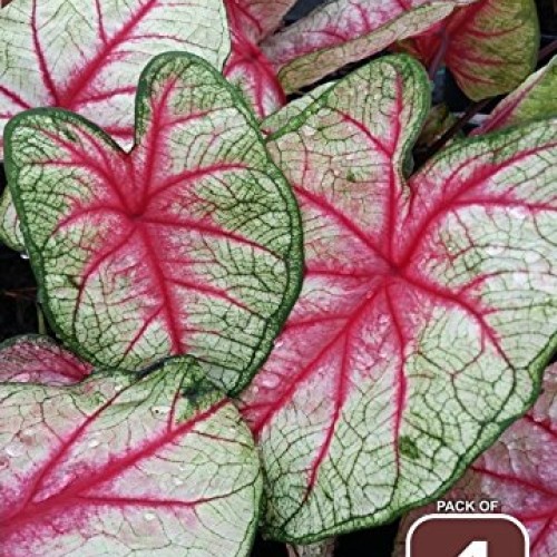 Great Price, 10 Caladium Spectacular Mixed Colors, Elephant Ears...