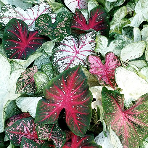 Great Price, 10 Caladium Spectacular Mixed Colors, Elephant Ears...