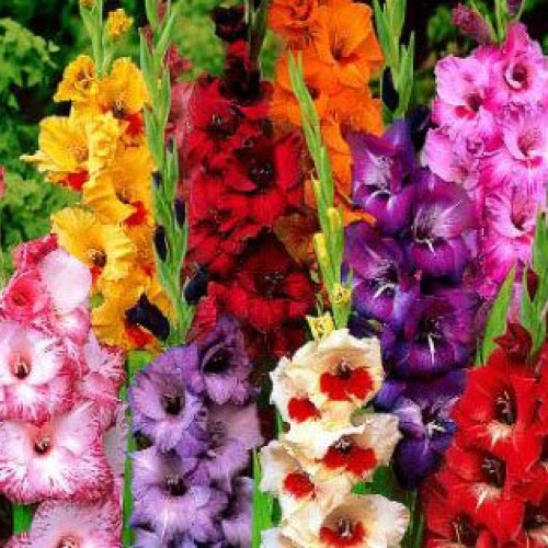 USA Made and Shipped from, Large Bulbs, 10 Beautiful Flowering P...