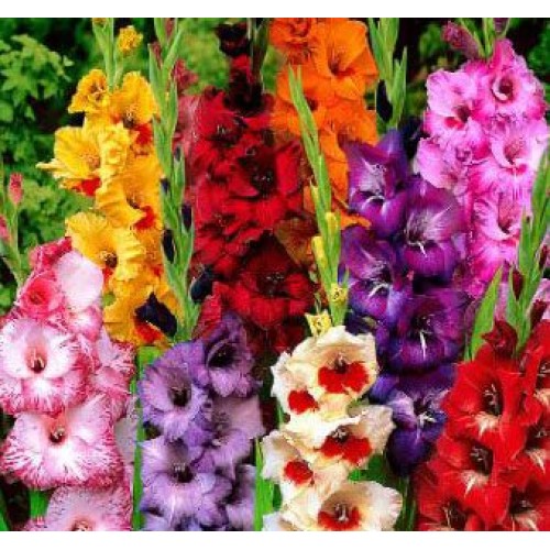 USA Made and Shipped from, Large Bulbs, 10 Beautiful Flowering P...