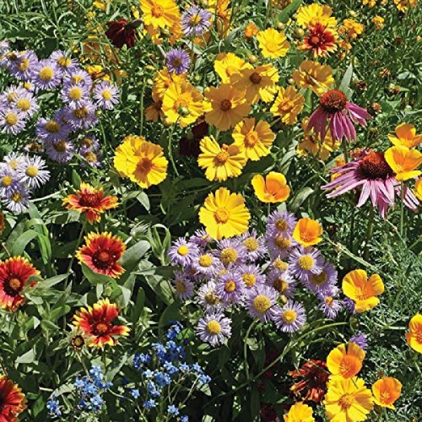 Bee Feed Wildflower Mix Non-GMO Seeds, Bulk Pack of 50,000+ Seeds ...