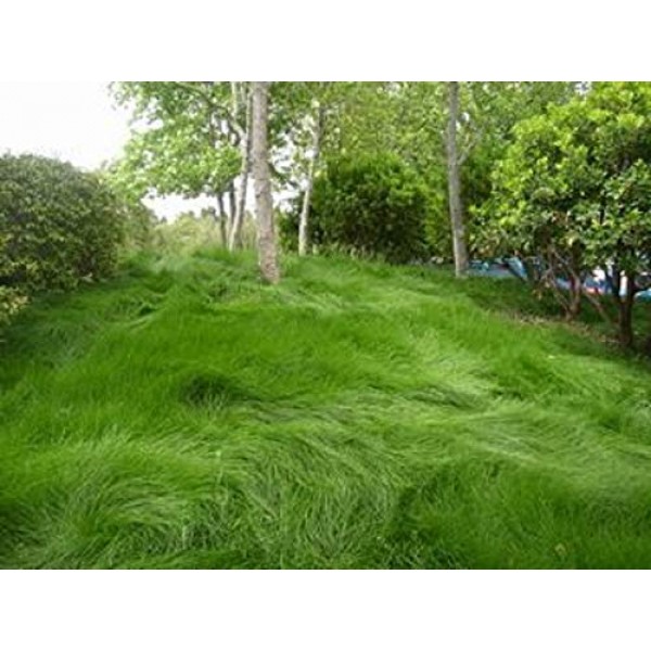 Creeping Red Fescue Lawn Grass Seeds, 1 Pound