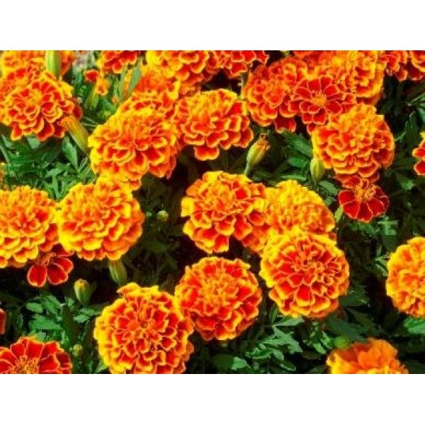 French Marigold Sparky Mix Seeds, Over 5,000 Seeds by Seeds2Go