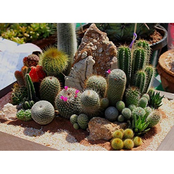 Seeds4planting - Seeds Cactus Cacti Mix - Organic