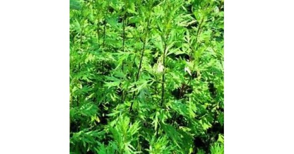 100 Seeds BOGO 50% off SALE Mugwort-Artemisia Vulgaris 