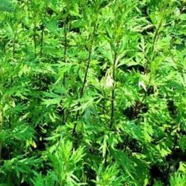 Mugwort- Artemisia Vulgaris- 100 Seeds