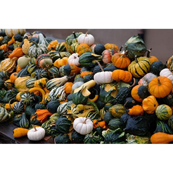 Pumpkin Ornamental Seeds Mix Giant Vegetable for Planting Decorati...