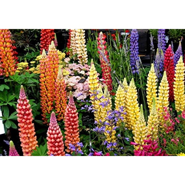 Seeds Lupin Mix Giant Flower Perennial Outdoor Garden Cut Organic ...