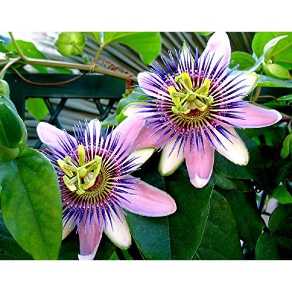 Seeds Passionflower Purple Beautiful Exotic Flower Perennial Outdo...