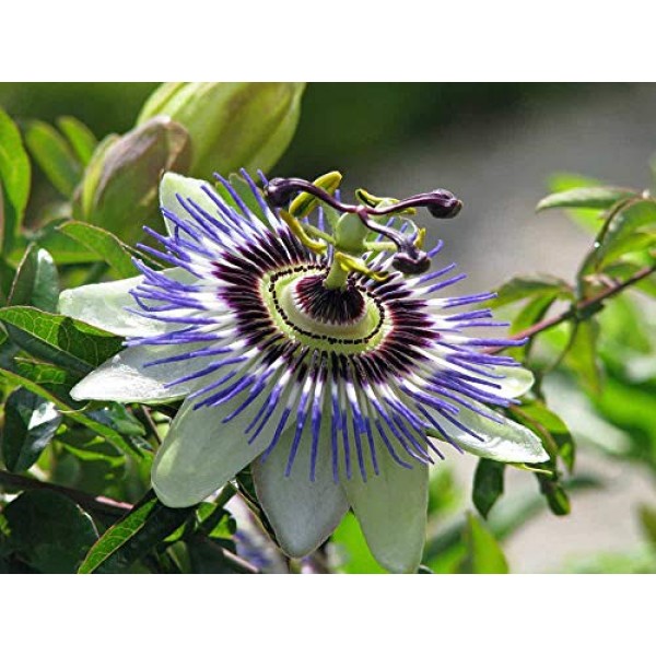 Seeds Passionflower Purple Beautiful Exotic Flower Perennial Outdo...