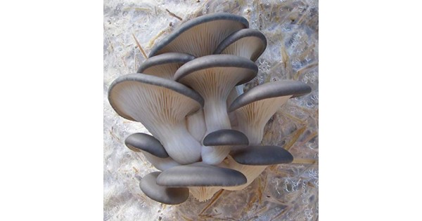 on dry seeds GREY OYSTER mushroom spores spawn mycelium 