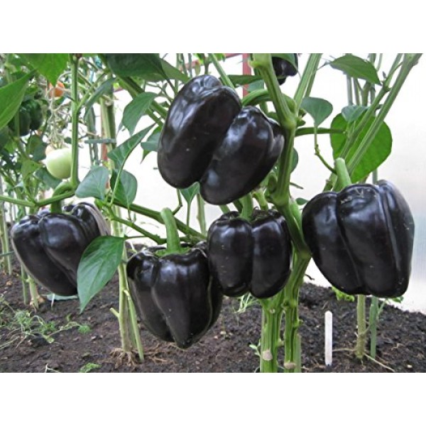 Sweet Pepper Black Horse Bell Seeds Vegetable for Planting Giant O...