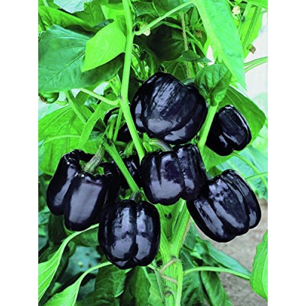 Sweet Pepper Black Horse Bell Seeds Vegetable for Planting Giant O...