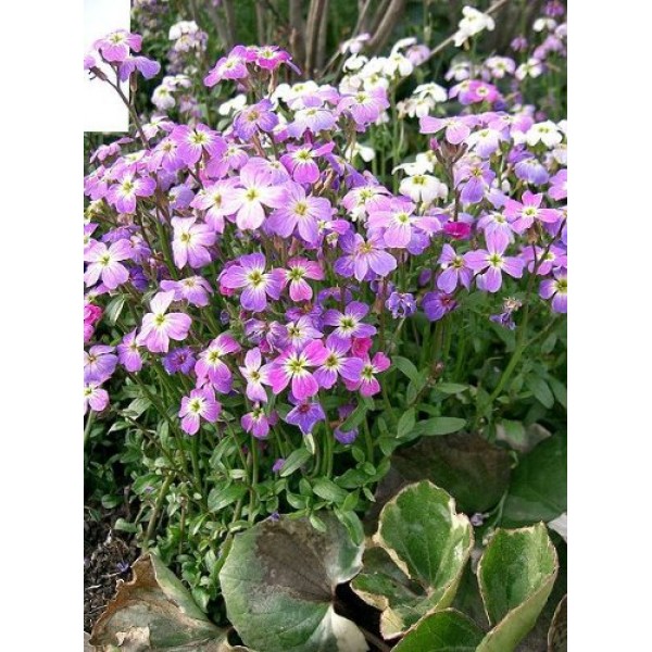 1000 EVENING SCENTED STOCK Matthiola Bicornis Flower Seeds by Seedville NIGHT 