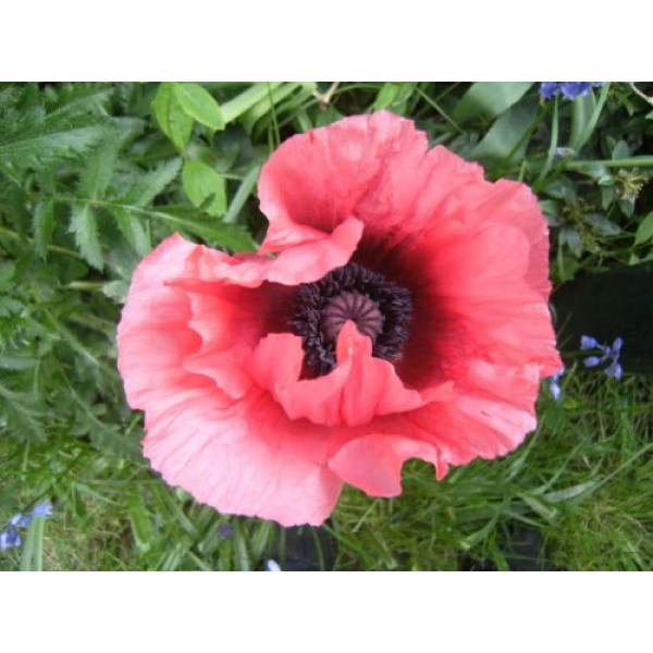 1000 MIXED COLORS ORIENTAL POPPY Papaver Orientale Flower Seeds by...