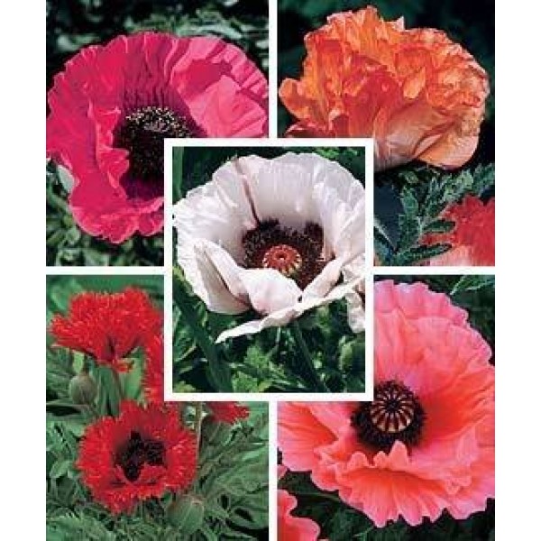 1000 MIXED COLORS ORIENTAL POPPY Papaver Orientale Flower Seeds by...