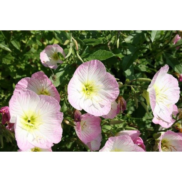 1000 SHOWY PINK EVENING PRIMROSE Pink Ladies / Mexican Evening O...