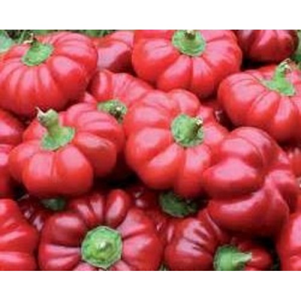 50 SHEEPNOSE PIMENTO PEPPER Sweet Red Pimiento Cheese Capsicum Ann...