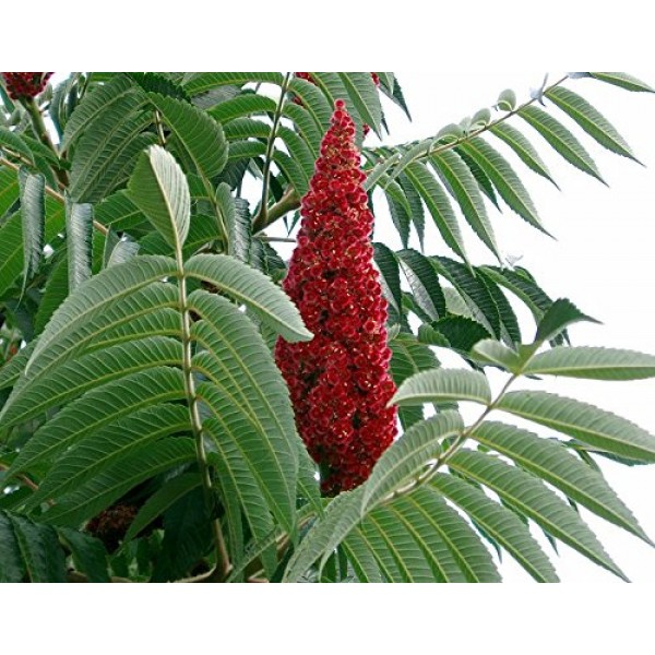 50 STAGHORN SUMAC TREE Rhus Typhina Yellow Flowers Red Berries Seeds