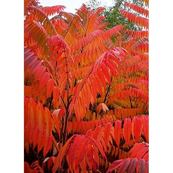 50 STAGHORN SUMAC TREE Rhus Typhina Yellow Flowers Red Berries Seeds