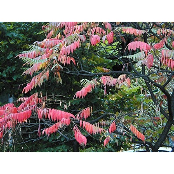 50 STAGHORN SUMAC TREE Rhus Typhina Yellow Flowers Red Berries Seeds