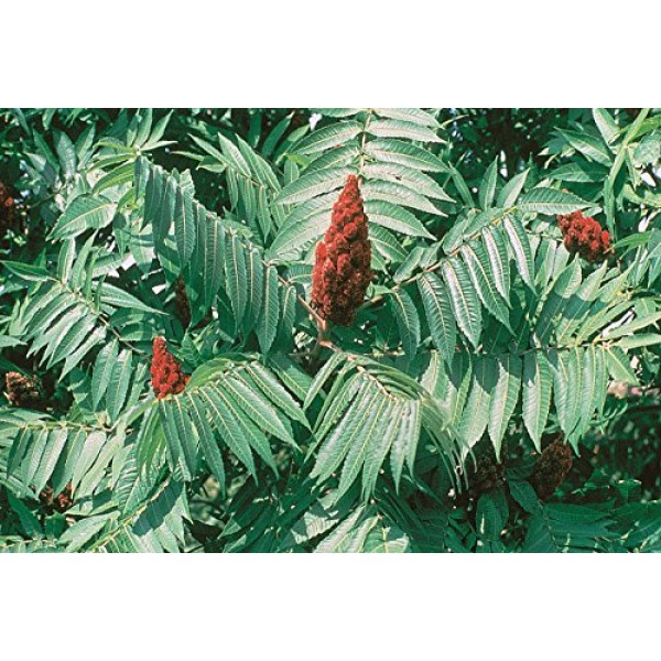 50 STAGHORN SUMAC TREE Rhus Typhina Yellow Flowers Red Berries Seeds