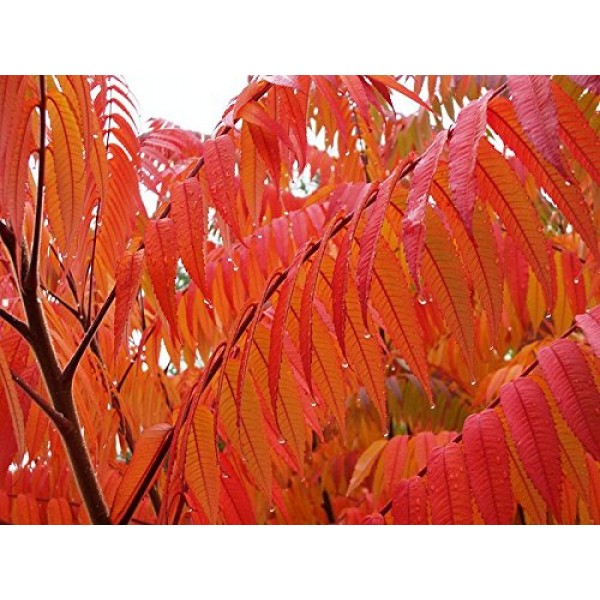 50 STAGHORN SUMAC TREE Rhus Typhina Yellow Flowers Red Berries Seeds