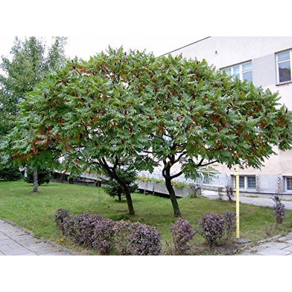 50 STAGHORN SUMAC TREE Rhus Typhina Yellow Flowers Red Berries Seeds