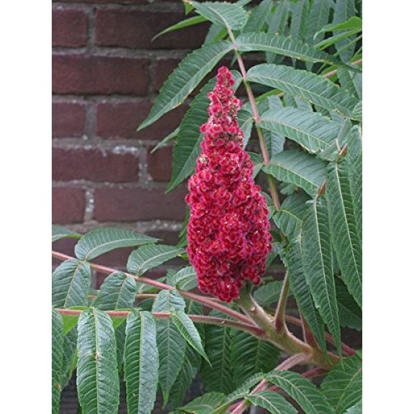 50 STAGHORN SUMAC TREE Rhus Typhina Yellow Flowers Red Berries Seeds