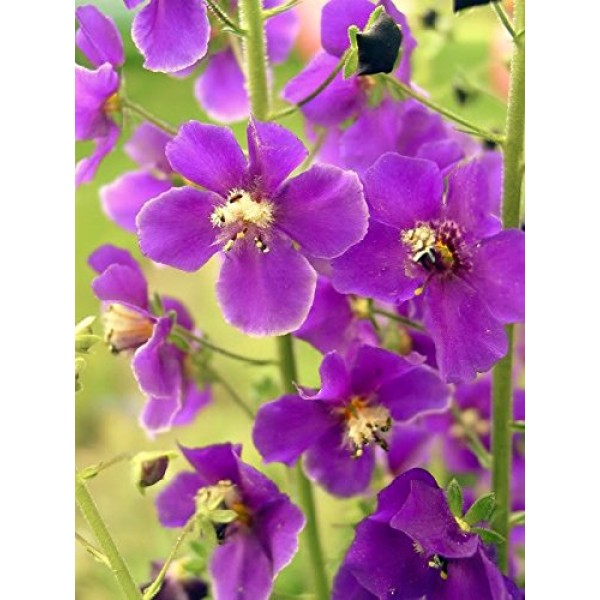 50 VIOLETTA VERBASCUM Phoeniceum Purple Mullein Nectar Flower Seeds *Comb S/H 