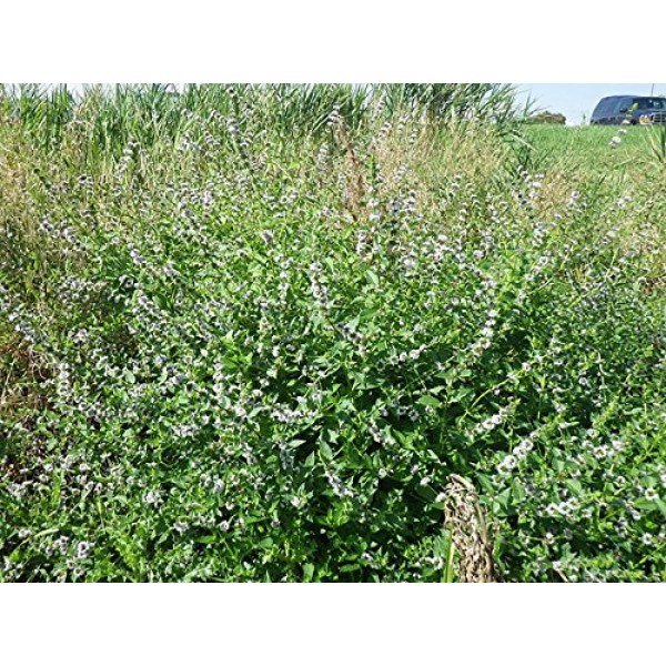 50 WHITE WOOD MINT Mentha Arvensis Wild Field Herb Flower Seeds