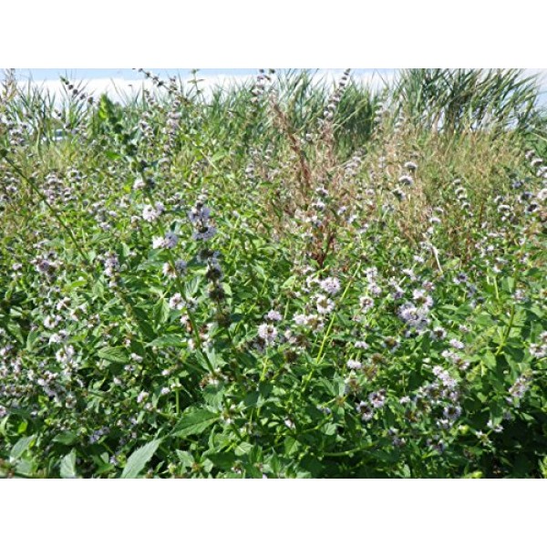 50 WHITE WOOD MINT Mentha Arvensis Wild Field Herb Flower Seeds