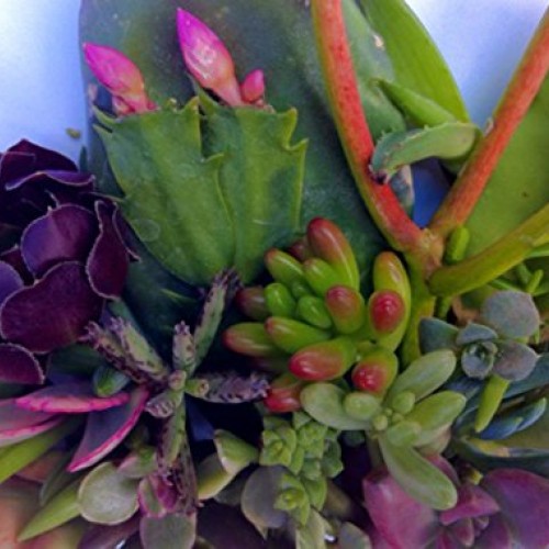 25 25 varieties Succulent CUTTINGS