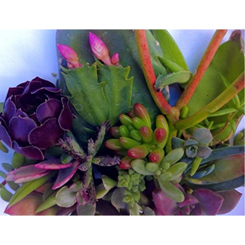 25 25 varieties Succulent CUTTINGS
