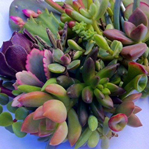 25 25 varieties Succulent CUTTINGS