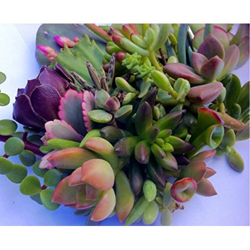 25 25 varieties Succulent CUTTINGS