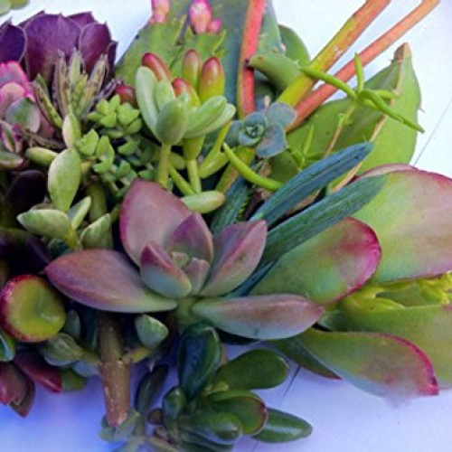 25 25 varieties Succulent CUTTINGS