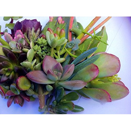 25 25 varieties Succulent CUTTINGS