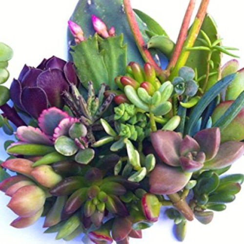 25 25 varieties Succulent CUTTINGS