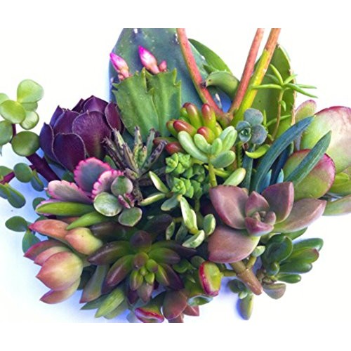 25 25 varieties Succulent CUTTINGS